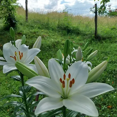 Oxygene Апартаменты Lasseube