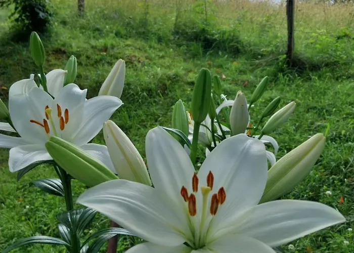 Oxygene Апартаменты Lasseube